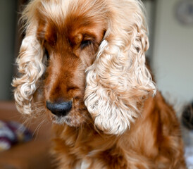 cocker spaniel dog pet
