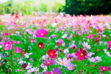 Cosmos flowers blooming in the garden