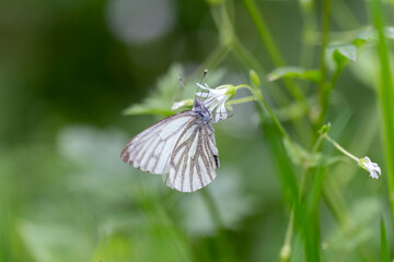Green-veined white butterfly - detailed macro view. Green-veined white butterfly, Pieris napi, resting in a meadow on white flowers.