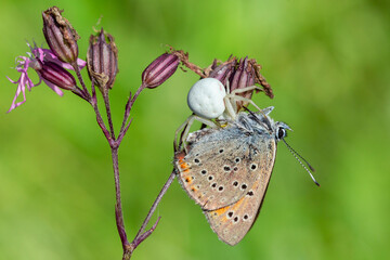 Spider Misumena vatia (goldenrod crab spider) with its prey butterfly purple-edged copper (Lycaena hippothoe).