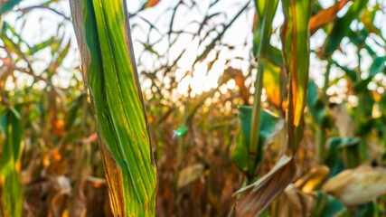 Obraz premium ripe corn in the setting sun