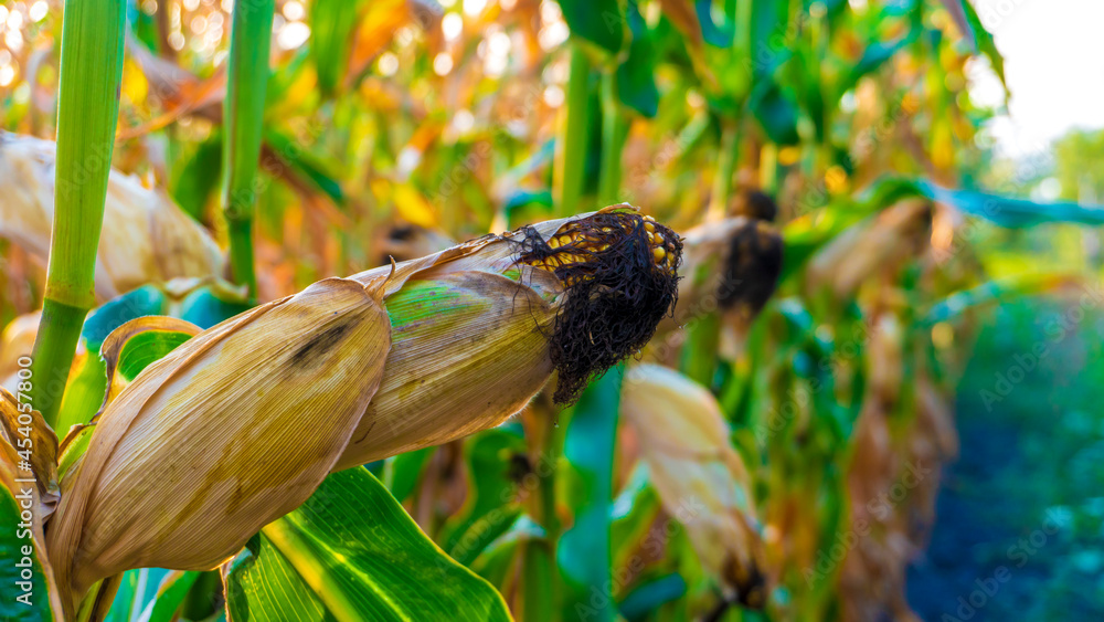 Wall mural ripe corn in the setting sun