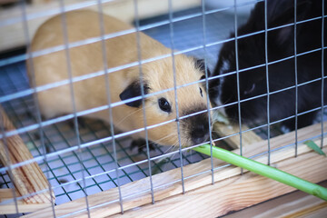 Obraz premium Cavia porcellus pig eating morning glory in cage background