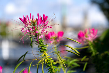 Close-up of beautiful red and pink flowers with blurry background of the old town of Zürich on a sunny summer morning. Photo taken August 23rd, 2021, Zurich, Switzerland.