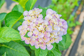 활짝 피어난 수국