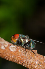 Photography of tiny insects and bugs. Macro Photography. Interesting hobby for photographers who are into 1 to 1magnifications of extreme closeup objects of tiny organism like insects and bugs.