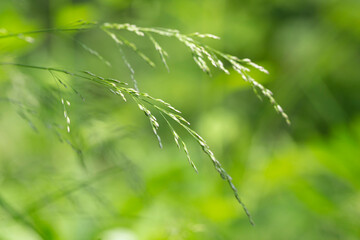 Poa nemoralis, the wood bluegrass, is a perennial plant in the family Poaceae. 