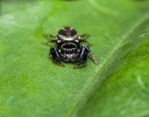 Photography of tiny insects and bugs. Macro Photography. Interesting hobby for photographers who are into 1 to 1magnifications of extreme closeup objects of tiny organism like insects and bugs.