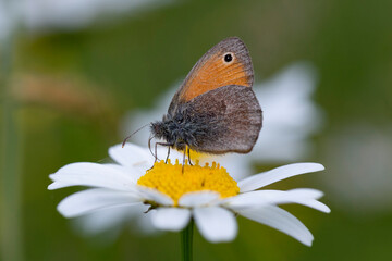 The small heath (Coenonympha pamphilus) is a butterfly species belonging to the family Nymphalidae. Beautiful red butterfly among the flowering grasses in the meadow. Summer concept.