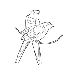 Contour linear illustration for coloring book with lovebirds. Two beautiful tropical exotic parrots,  anti stress picture. Line art design for adult or kids  in zentangle style and coloring page.