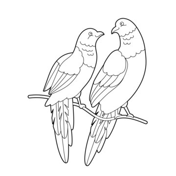 Contour linear illustration for coloring book with lovebirds. Two beautiful tropical exotic parrots,  anti stress picture. Line art design for adult or kids  in zentangle style and coloring page.
