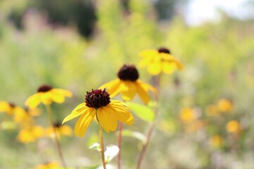 closeup of yellow coneflower (Rudbeckia)