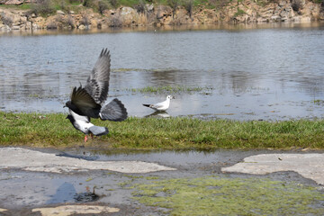 seagull and pigeons