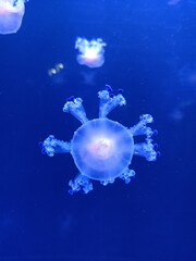 Qualle