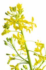 Common vegetable cabbage inflorescence yellow flowers which appears in the plant's second year of...