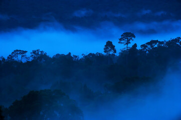 Landscape of tropical rainforest in the morning mist.