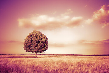Isolated tree in a golden tuscany wheat field - (Italy) - toned