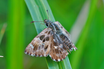 Closeup of the mallow skipper butterfly, Carcharodus alceae