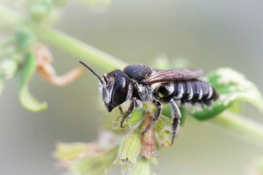 Closeup on a female Apical leafcutter, Megachile apicalis