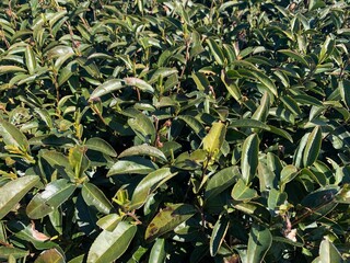 茶畑 牧之原市 静岡県