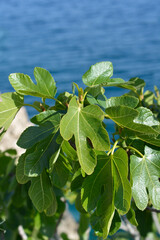 Common fig