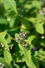 Deutzia Mont Rose