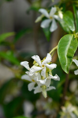 Star jasmine