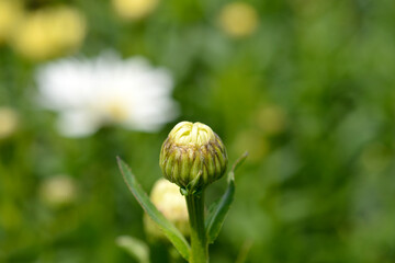 Shasta daisy Dwarf Snow Lady