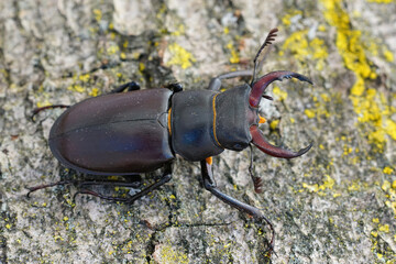 Closeup of a male of the European stag beetle, Lucanus servus