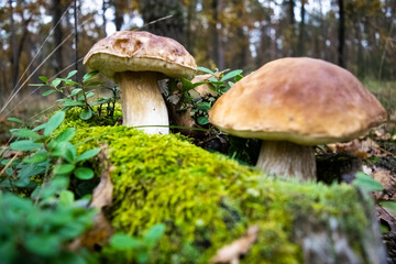 Beautiful porcino mushrooms has grown among green moss and blueberry bushes against the backdrop of an autumn forest.