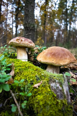 Beautiful porcino mushrooms has grown among green moss and blueberry bushes against the backdrop of an autumn forest.