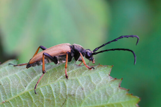 Closeup of the  Red-brown Longhorn Beetle , Stictoleptura rubra