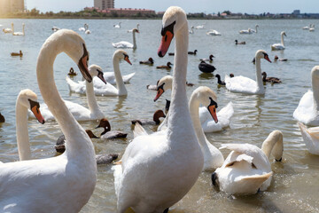 White swan flock in spring water. Beautiful white swans floating on water in search of food. © sommersby