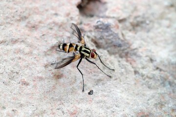 wasp on the ground