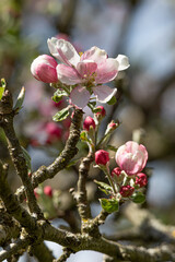 Apfelblüten