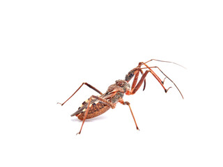 Flower Assassin Bug. Rhynocoris erythropus. 