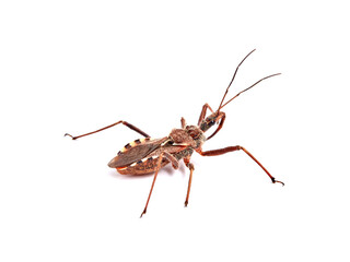 Flower Assassin Bug. Rhynocoris erythropus. 