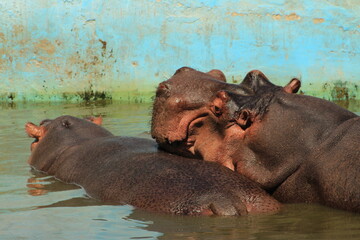 Fototapeta premium hippopotamus playing in water
