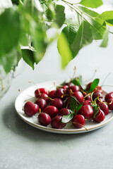 Summer still life. Cherry on a green background. Young twigs and leaves. Light from the window. Cherries on a white plate. Drops of water on the berries. 