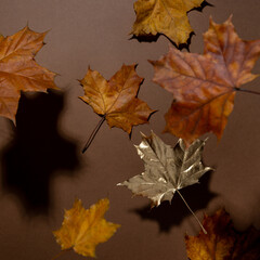 Falling down сolorful maple leaves on brown. Autumn background. Top view, selective focus, studio shoot.