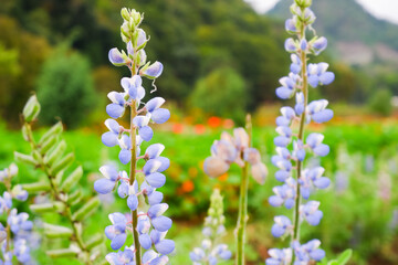 Fototapeta premium Beautiful flower in garden at doi Ang Khang, Thailand