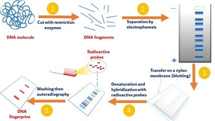 Jeffreys technique or DNA fingerprint in steps