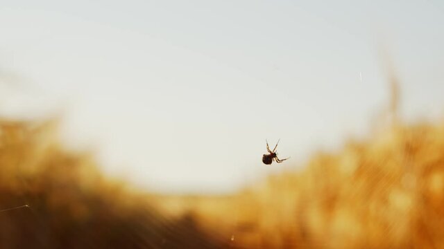 Close-up shot of a spider weaving its webs in the countryside. Cobweb in the rays of the sunset.