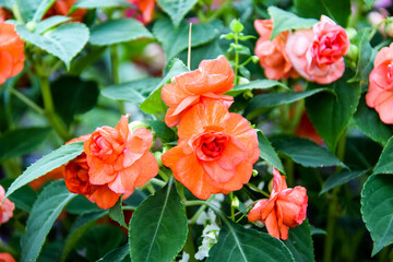 Fleur Royal Park Rajapruek