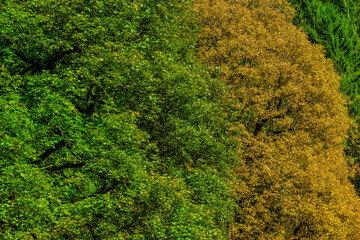 Hergstliches Laub an Laubbäumen