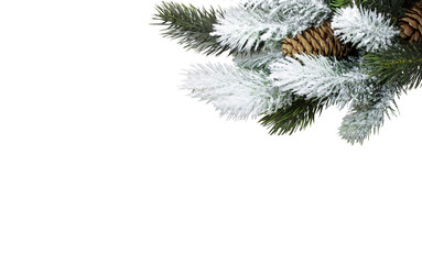 spruce branch on white background with place for your text