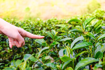 Close-up hand of woman picking top leaves of the green tea in tea farm