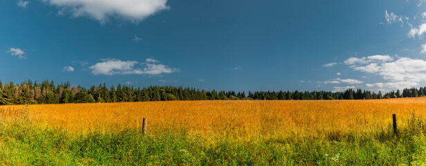 Naturwiese vor einem Tannenwald in der Hochrhön