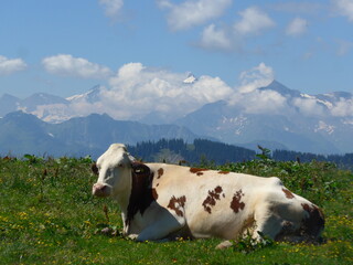 Fototapeta na wymiar Kuh in den Bergen, cow, mountains, blauer himmel, blue sky
