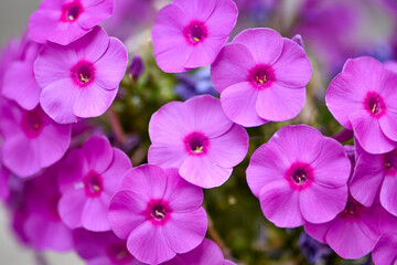 Beautiful pink flowers Fall-pink, Summer phlox, Sweet-William, Perennials Phlox